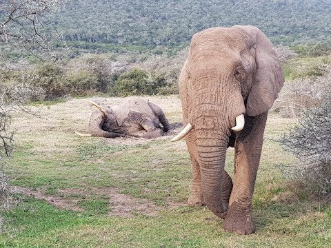 image-Why can't elephants lay down?
