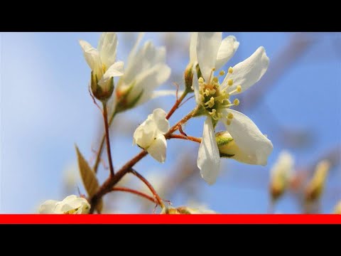 9 Recommended Species Of Serviceberry Trees And Shrubs 🛋️