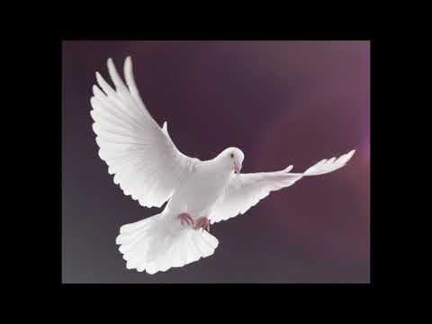 Gospel-Pinkster-koortjies-op die vlerk van u spier wit duif