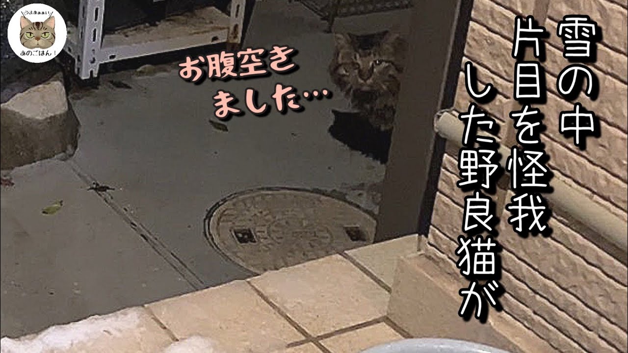 雪の降る中現れたモフモフな野良猫にご飯と暖かいお布団を用意した結果が…！？