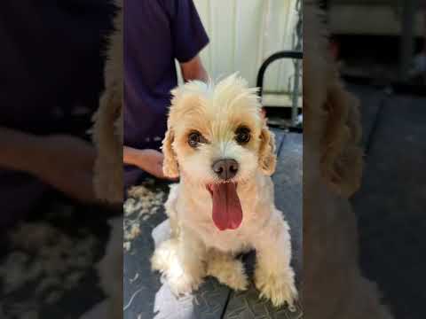 It's National Dog Day