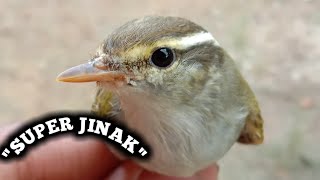 Download lagu Burung Cikrak Daun Super Jinak mp3