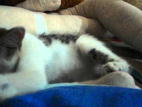 MY KITTEN ACT LIKE A CARNIVOR