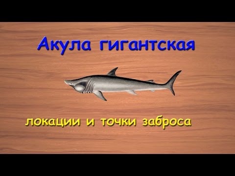 Русская Рыбалка 3.99 Акула гигантская - локации и точки заброса