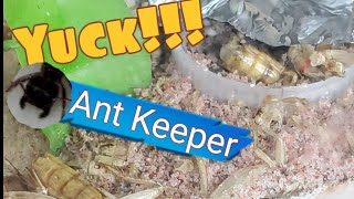 Cleaning Tar Heel Ants Formicarium