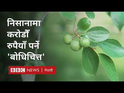 Bodhichitta tree: बोधिचित्तको रूखले निम्त्याएको दुःख - BBC Nepali Sewa