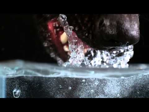 Hunde trinken in Zeitlupe