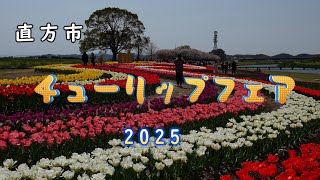 チューリップフェア2025　直方　　4K