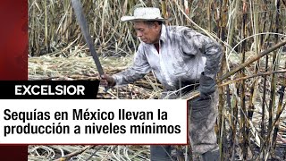 Reducción en la producción de azúcar por las sequías en México