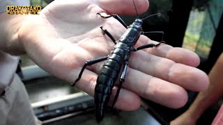 TOP 10 ANIMALES QUE REGRESARON DE LA EXTINCIÓN