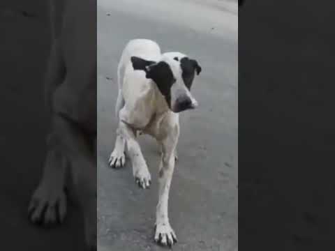 حته الكلب طلع لوتي