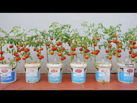 Wish I knew this method of growing tomatoes sooner Many large and succulent fruits
