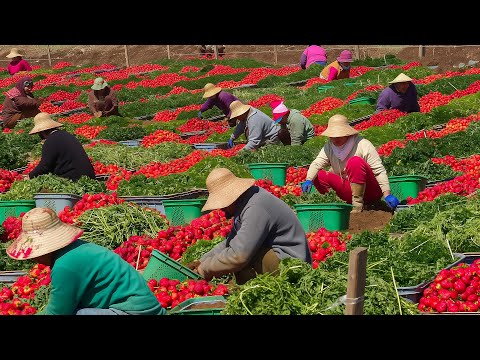 How California Farmers Harvest Billions Of Strawberries