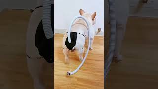 ¡Nadie soportaba los gases de este perro! 🐶💨