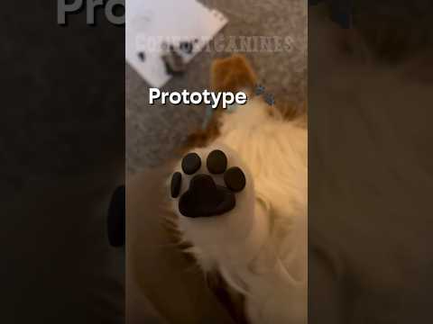 They’re kinda realistic :3  #thessapupz #essa #emotionalsupportstuffedanimal #essacommunity #essas