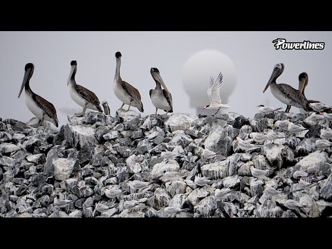 Birds of Pillar Point Harbor