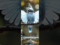 The most beautiful bird made of water, beyond imagination. #cute #sky #music