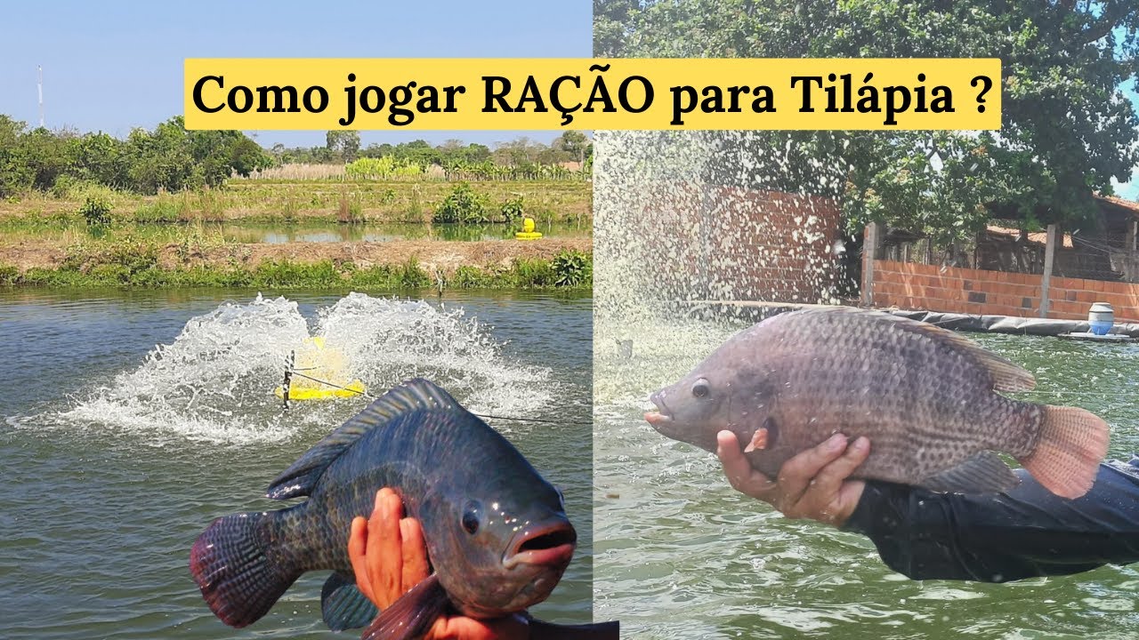 PISCICULTURA 497: Como fazer o arraçoamento da tilápia?