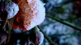 Nick Cave and the Bad Seeds - I Let Love In