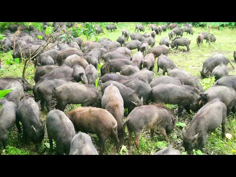 How Black Pig Farming Swine Processing Meat, Open Range Black Pig Modern Agriculture