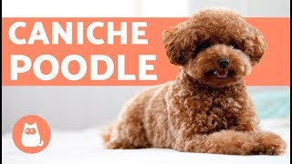 El caniche o poodle - Características y cuidados