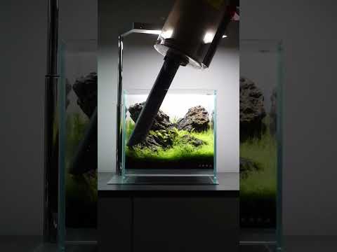 Dooa Neo Glass Air 20x20x20 Maintenance 🌿✂️