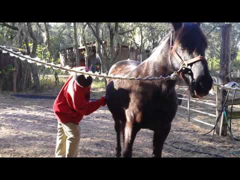 Mal giving Midnight some grooming before a ride.