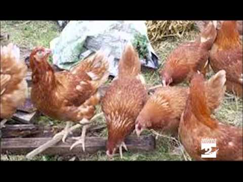 Mal di schiena ernia farmaco Tomografia computerizzata dellarticolazione dellanca