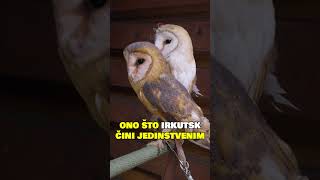 Kako izgleda život u SRCU Sibira?