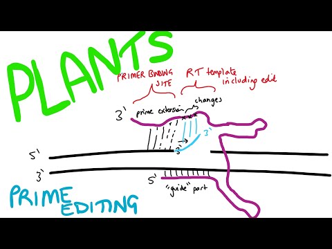 Prime editing in plants; modifying genes in rice and wheat