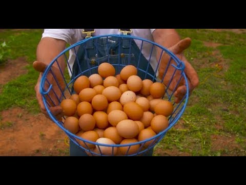 Are Eggs from Pasture-raised Chickens Healthier