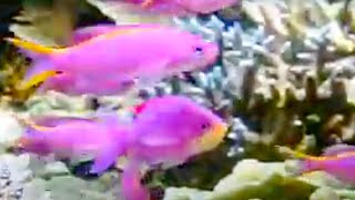 Download lagu Gender Jumping Fish! | Battle of the Animal Sexes | BBC Studios mp3