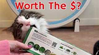 2 adorable cats try potaroma catnip sisal pillow cat toy (amazon cat find!)