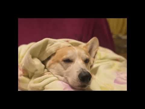 庭にリラクゼーションエリアを作る 適切な屋外照明を設置する