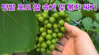 텃밭 포도 알 솎기 및 봉지 싸기 (포도재배, 포도송이, 포도 알 솎기, 포도 알 솎는 요령, 포도 송이 다…