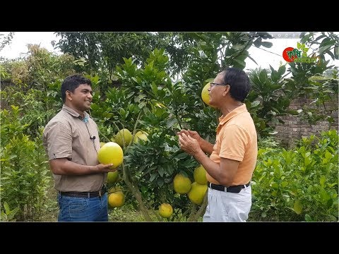 মহাঔষধী জাম্বুরাঃ ভিয়েতনামী খাটো জাত