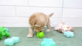 ハーフ犬の動画01