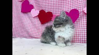 ミヌエットの動画01