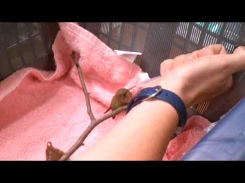 Feeding a new patient, Buddy, a juvenile rufous hummingbird