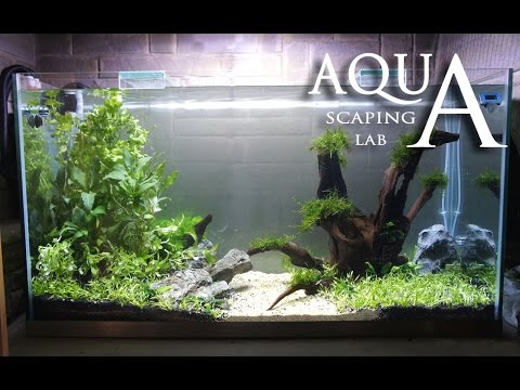Aquascaping Lab - Tutorial Minimal and Natural rich mix tank (size 110 x 45 x 60h 300 L)