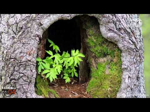 Humnoi 227_Berpadu Hati Menjalin Tangan (Gbl. Dr. Suhento Liauw)_ JGBIA Graphe 20191124