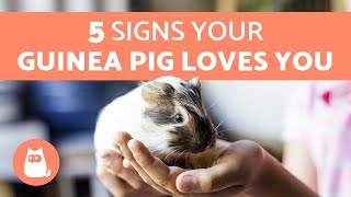 How to Know if My Guinea Pig Loves Me? 🐹 5 Signs