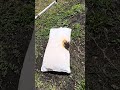 How Fast A Pillow Burns Richarderickson15354