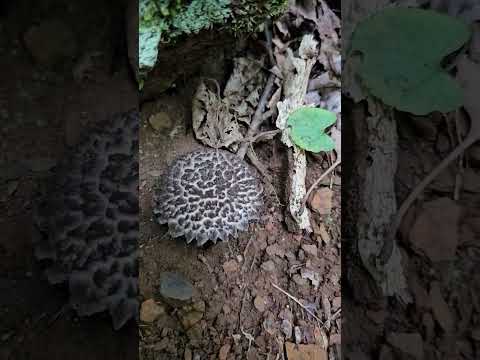 Have you ever seen the Old-Man-of-the-Woods? Check out my fungi playlist to learn more about fungi!