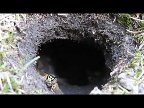 Gniazdo os w ziemi na ogrodzie w Krajence