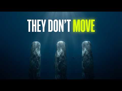 How These 5 Animals Sleep Without Dying (It’s Not What You Think)