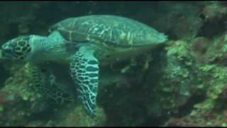 preview picture of video 'Sandy Point Reef St Kitts'