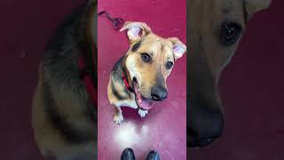 Video preview image #1 German Shepherd Dog-Unknown Mix Puppy For Sale in Webster, WI, USA