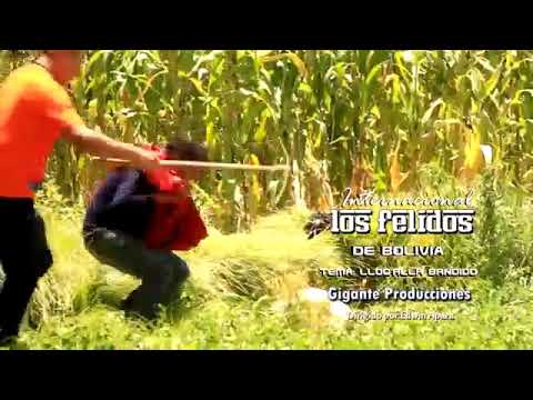 Los Felidos ▷ Lloqalla bandido Primicia 2016 Gig