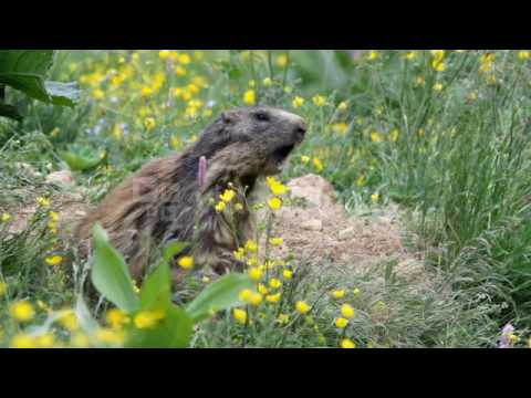 ALPINE MARMOT MARMOTA MARMOTA LAUNCHING THE ALARM WHISTLE N1MIGGTU